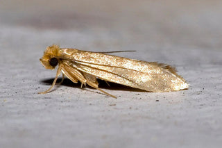 Close-up of a beige clothes moth on a light surface, common pest for wool garments
